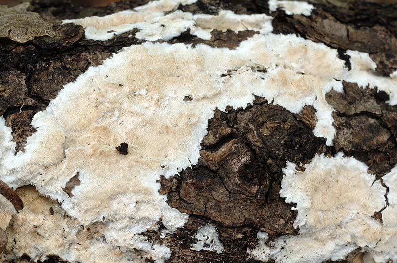 ForseSteccherinum straminellum-f3409(Steccherinum ochraceum)