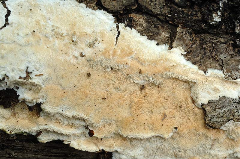 ForseSteccherinum straminellum-f3409(Steccherinum ochraceum)