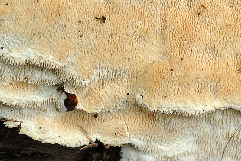 ForseSteccherinum straminellum-f3409(Steccherinum ochraceum)