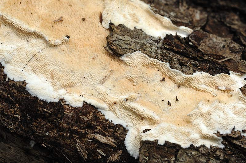 ForseSteccherinum straminellum-f3409(Steccherinum ochraceum)
