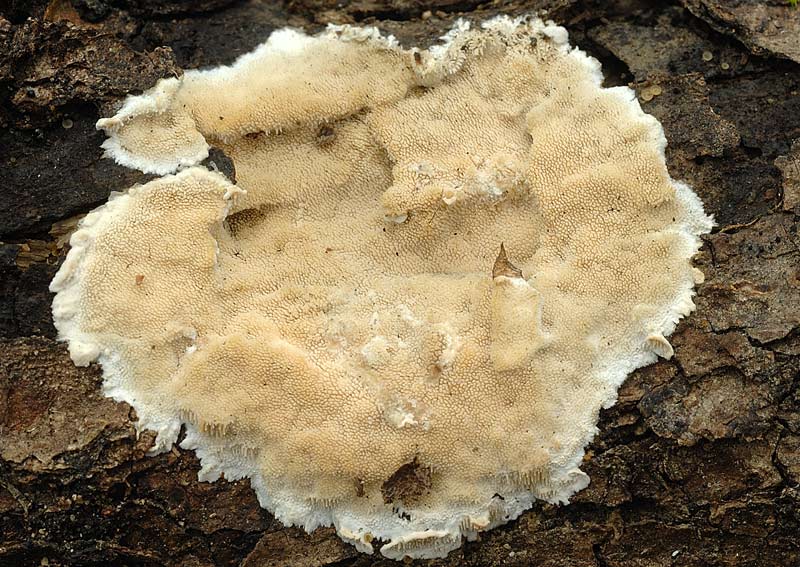 ForseSteccherinum straminellum-f3409(Steccherinum ochraceum)