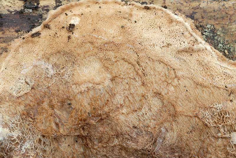 Una crosta su pino - foto 3412 (Parmastomyces mollissimus)