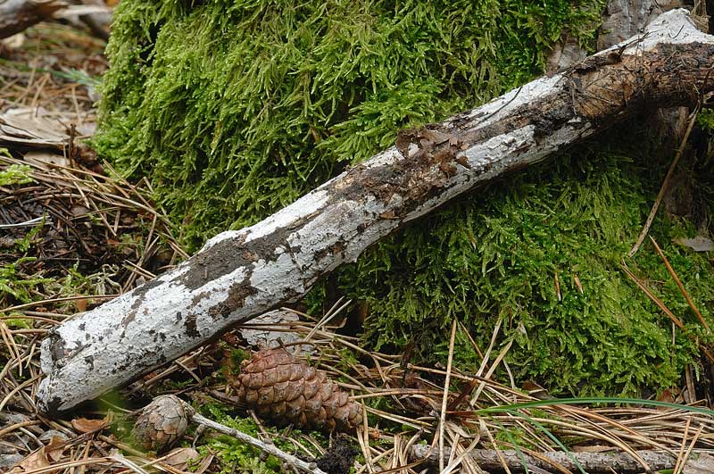Altra crosta grigiastra - fotyo 3459 (Sebacina grisea)