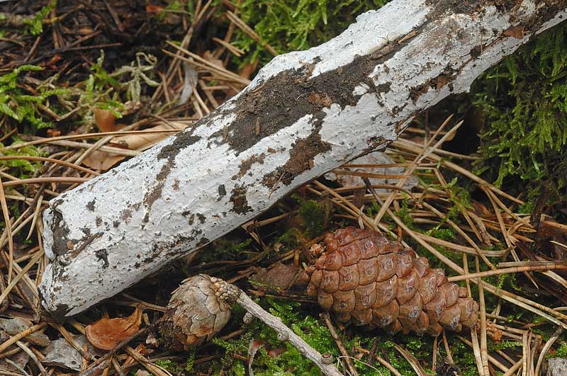 Altra crosta grigiastra - fotyo 3459 (Sebacina grisea)