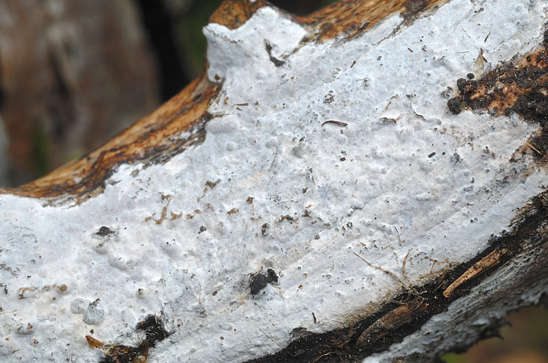 Altra crosta grigiastra - fotyo 3459 (Sebacina grisea)