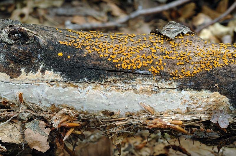 Crosta da determinare - foto 3701 (Phanerochaete velutina)