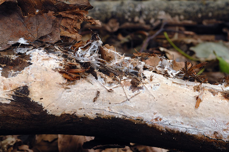 Crosta da determinare - foto 3701 (Phanerochaete velutina)