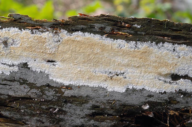 Crosta d''abete - foto 4145 (Vesiculomyces citrinus)