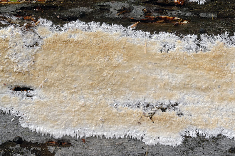Crosta d''abete - foto 4145 (Vesiculomyces citrinus)