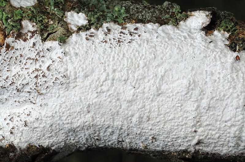 Crosta bianchissima su faggio - foto 4302 (Exidiopsis sp)