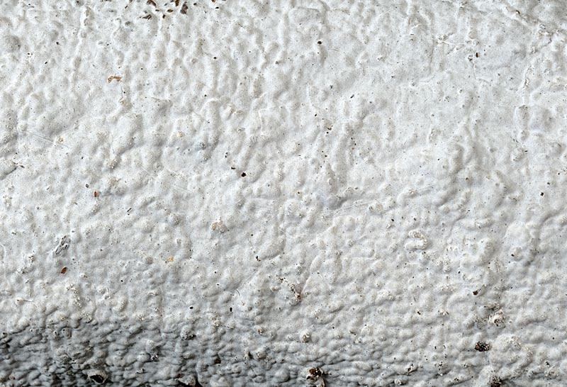 Crosta bianchissima su faggio - foto 4302 (Exidiopsis sp)