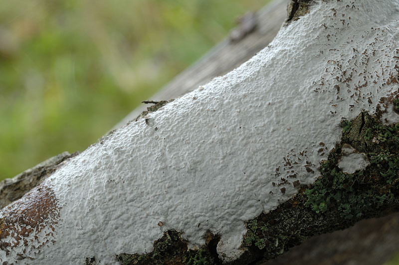 Crosta bianchissima su faggio - foto 4302 (Exidiopsis sp)
