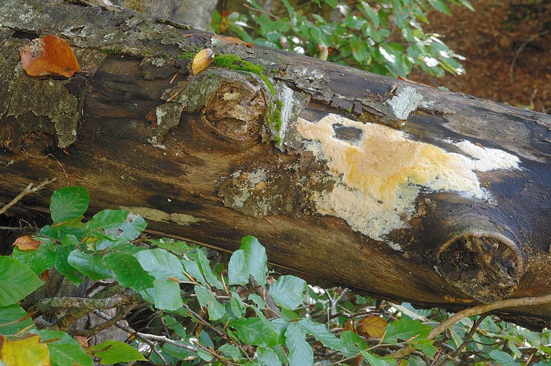 Crosta chiara su faggio - foto 4927 (Mycoacia aurea)