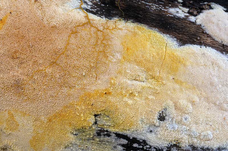 Crosta chiara su faggio - foto 4927 (Mycoacia aurea)