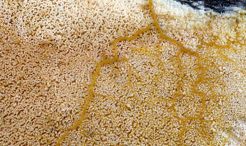 Crosta chiara su faggio - foto 4927 (Mycoacia aurea)