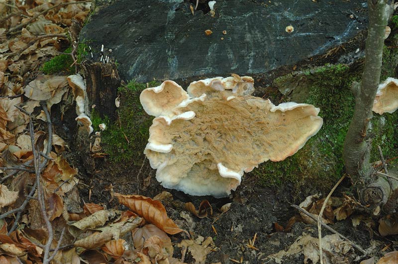 Crosta impropria su faggio-foto 4988 (Merulius tremellosus)