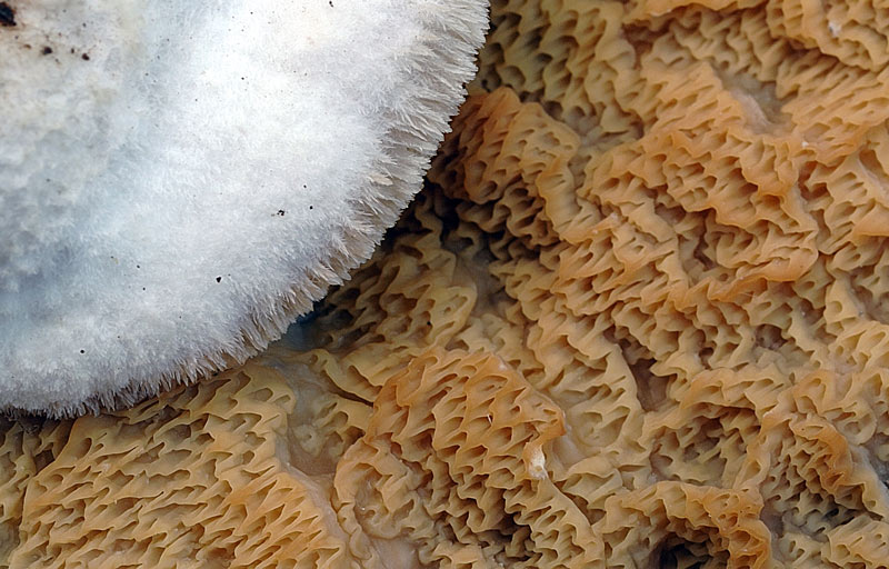 Crosta impropria su faggio-foto 4988 (Merulius tremellosus)