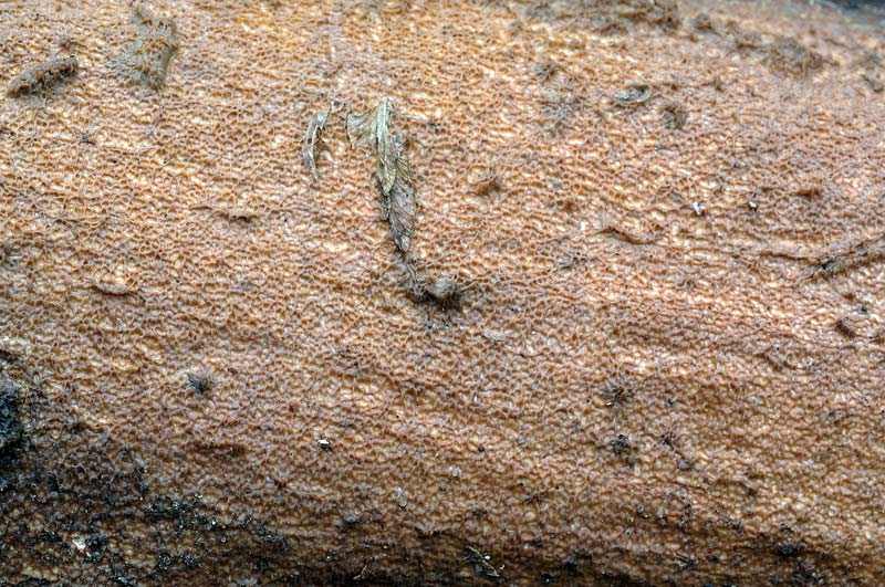 Crosta bicolore su latifoglia - foto 5080