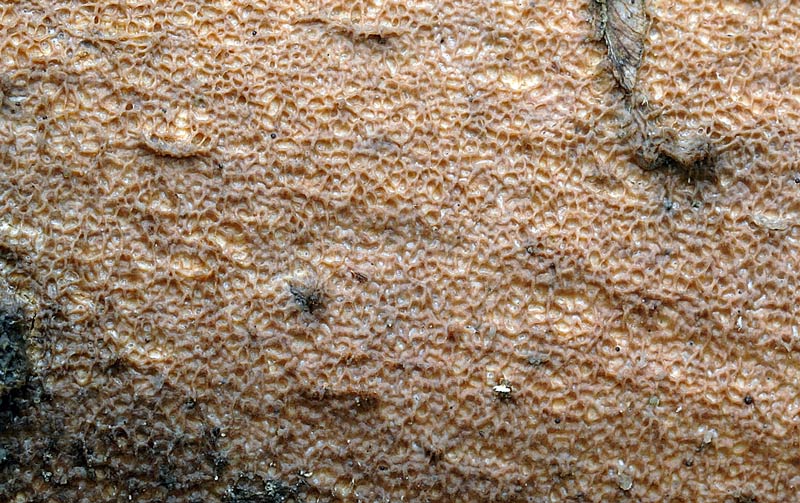 Crosta bicolore su latifoglia - foto 5080