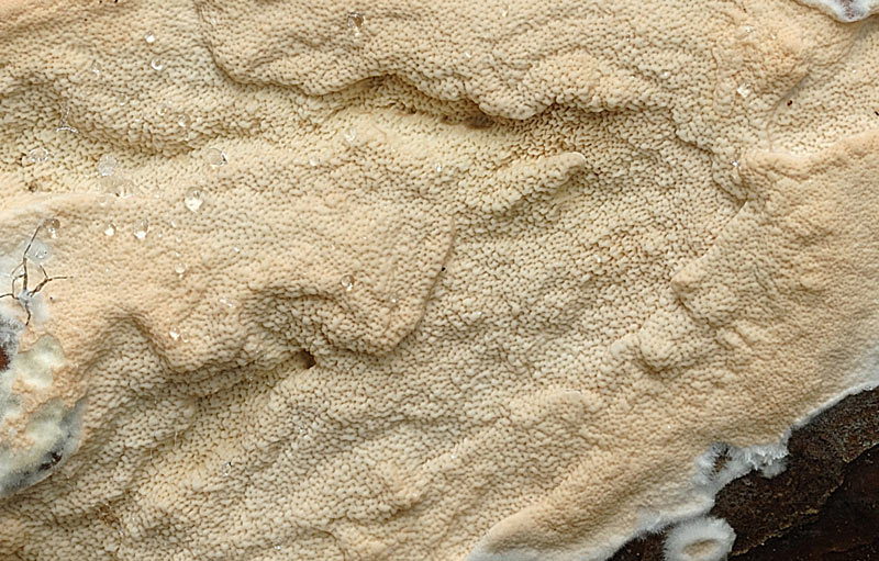 Crosta su pino - foto 5143 (Gloeoporus taxicola)