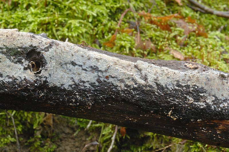Crosta grigiastra - foto 5242 (Radulomyces confluens)