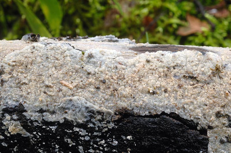Crosta grigiastra - foto 5242 (Radulomyces confluens)