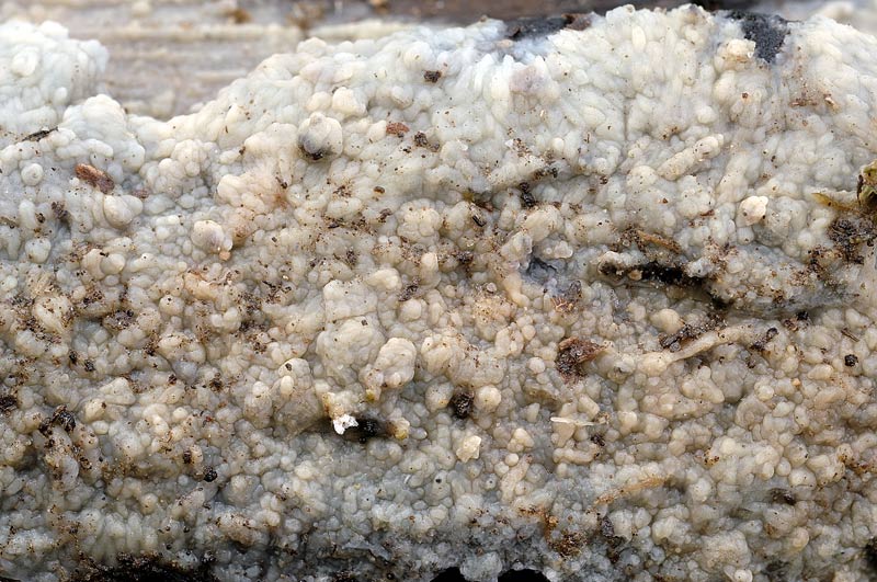 Crosta grigiastra - foto 5242 (Radulomyces confluens)
