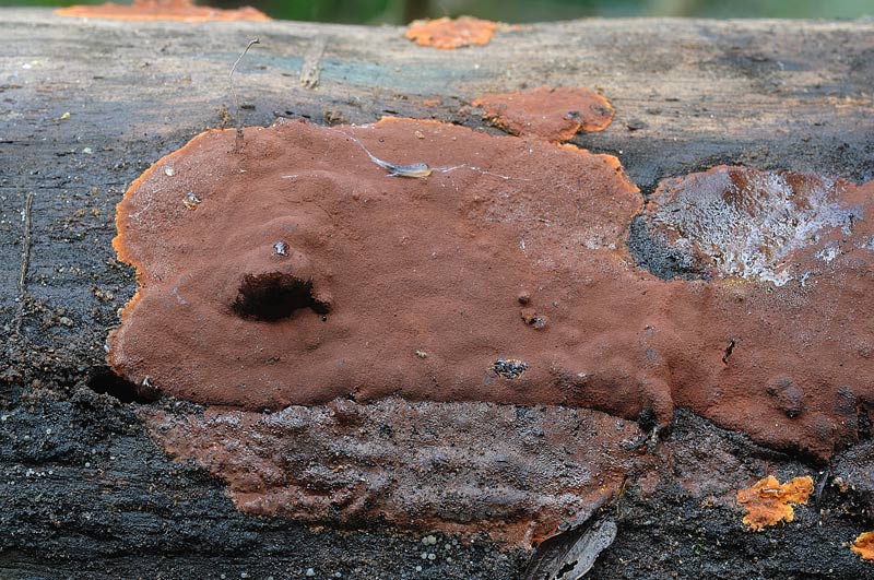 Simile a Hypoxylon ticinense - foto 5294