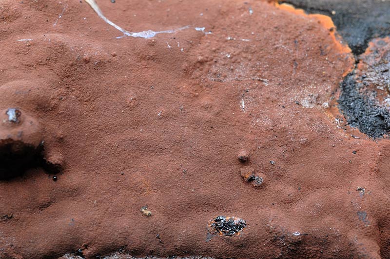 Simile a Hypoxylon ticinense - foto 5294