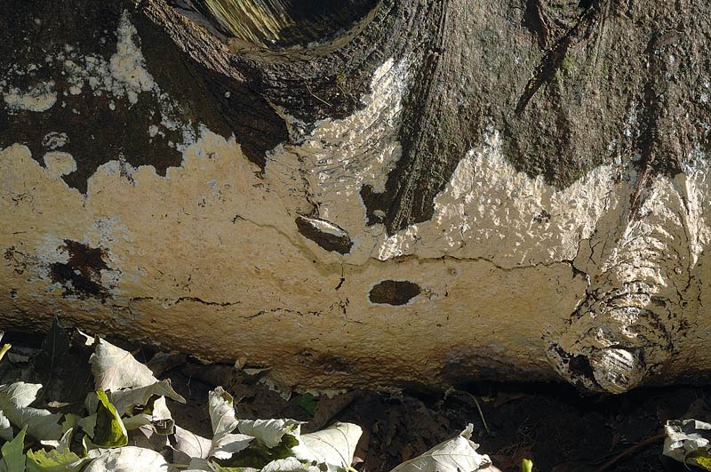 Crosta molto pres. su abeti-foto5410(Vesiculomyces citrinus)