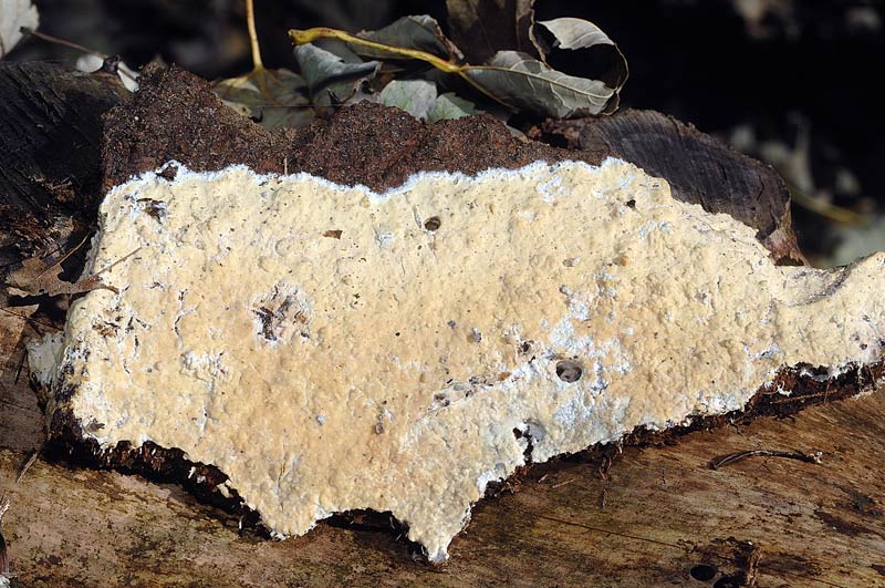 Crosta molto pres. su abeti-foto5410(Vesiculomyces citrinus)