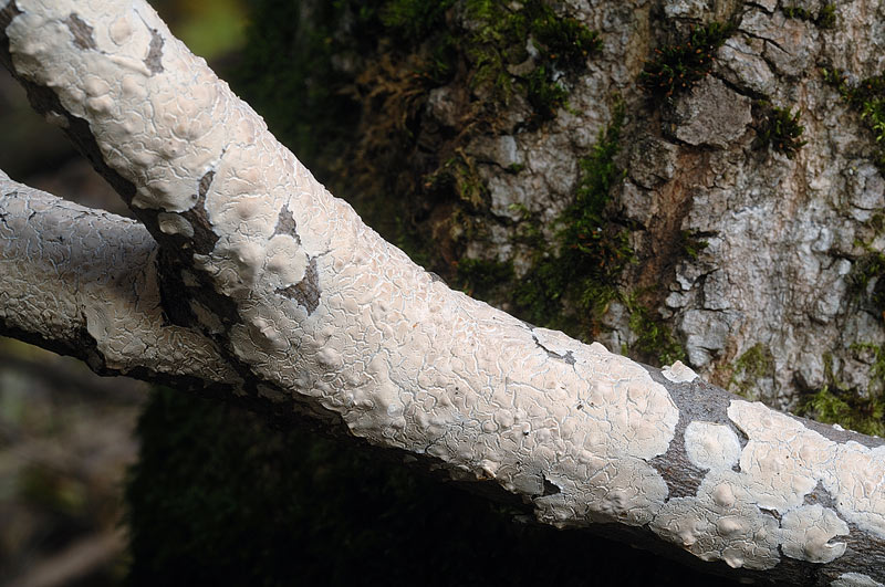 Crosta su prob. Salice-foto 5486 (Cylindrobasidium evolvens)
