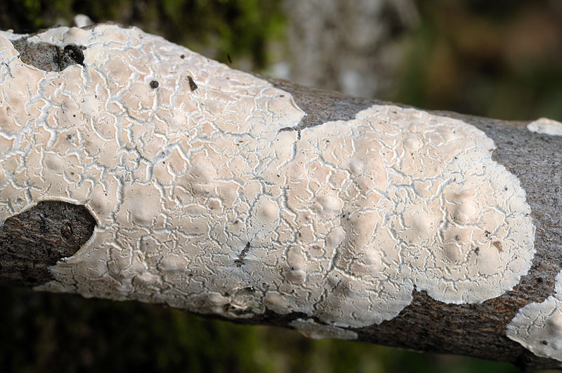 Crosta su prob. Salice-foto 5486 (Cylindrobasidium evolvens)