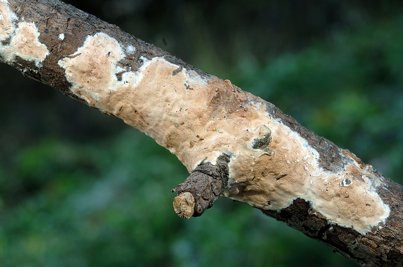 Crosta su ramo di pino - foto 5504 (Gloeoporus taxicola)