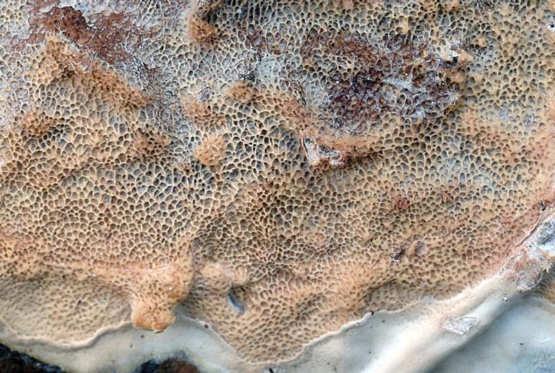 Crosta su ramo di pino - foto 5504 (Gloeoporus taxicola)
