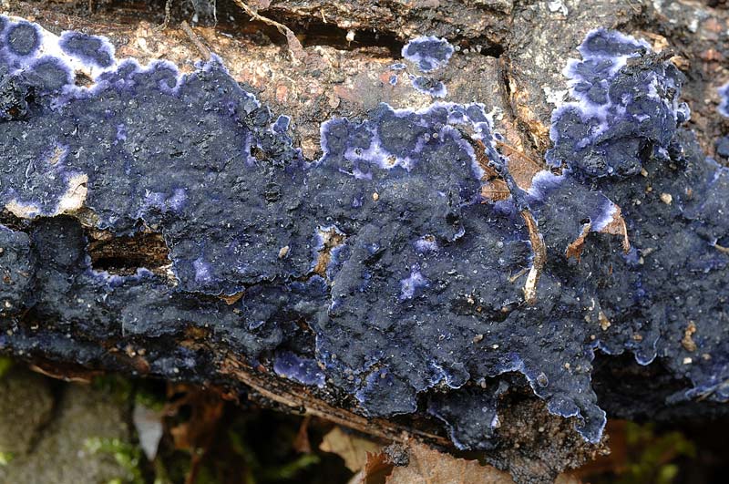 ConfermaxPulcherricium caeruleum-foto5676(Terana caerulea)