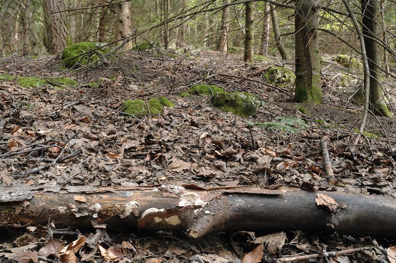 Crosta su imprecisato legno - foto 0580 (Datronia mollis)