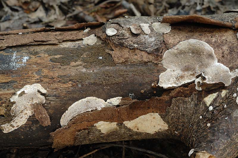 Crosta su imprecisato legno - foto 0580 (Datronia mollis)