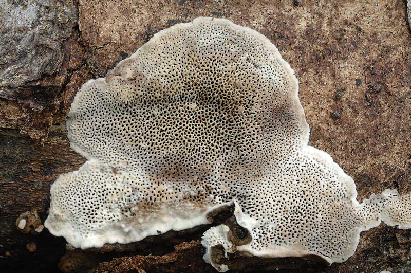 Crosta su imprecisato legno - foto 0580 (Datronia mollis)