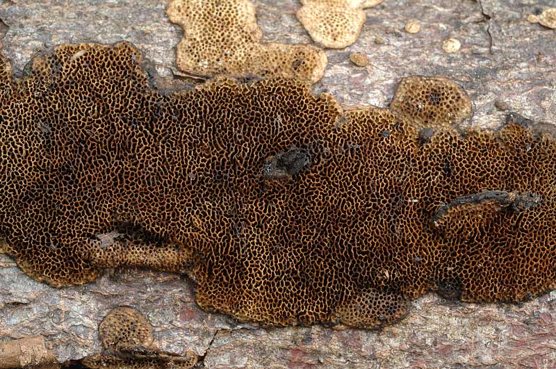Crosta su imprecisato legno - foto 0580 (Datronia mollis)