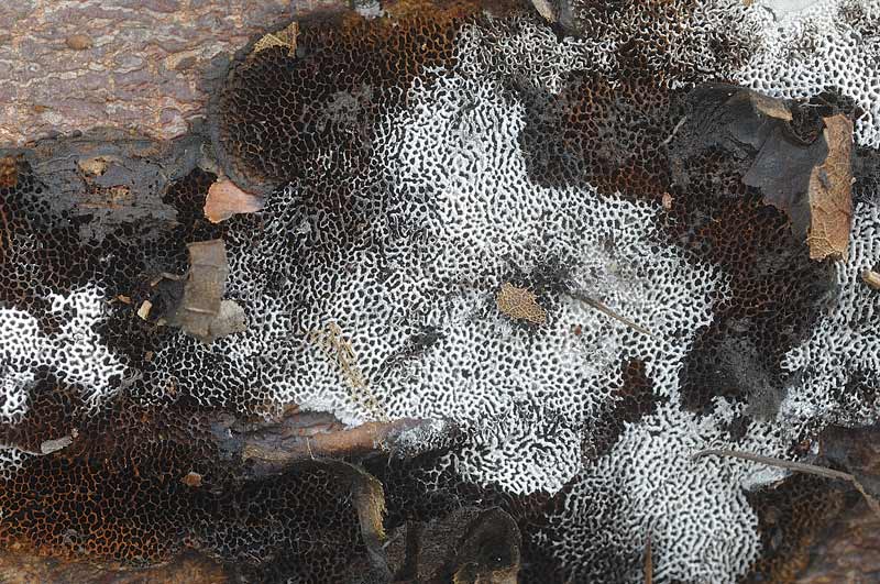 Crosta su imprecisato legno - foto 0580 (Datronia mollis)