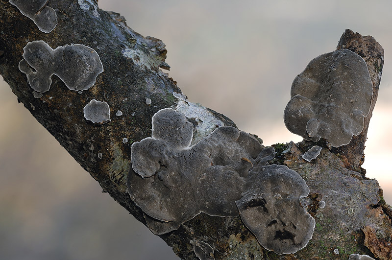 Grigio e resupinato - foto 5900 (Bjerkandera adusta)