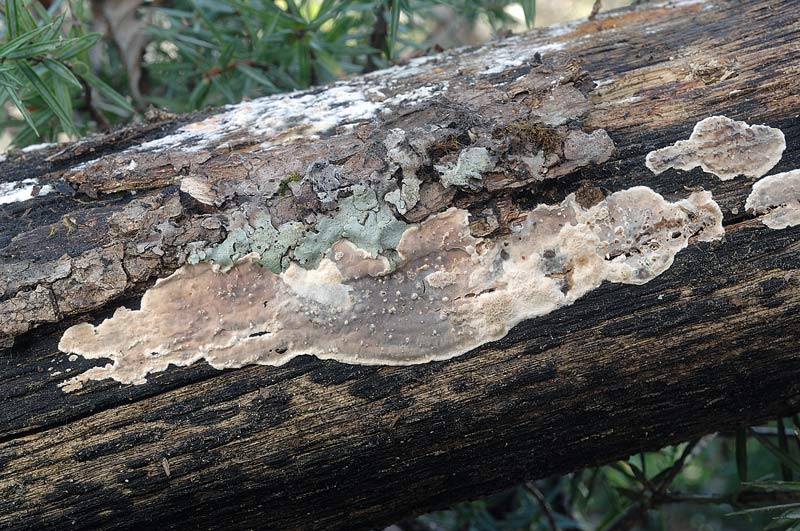 Probabile Eichleriella deglubens - foto 6004