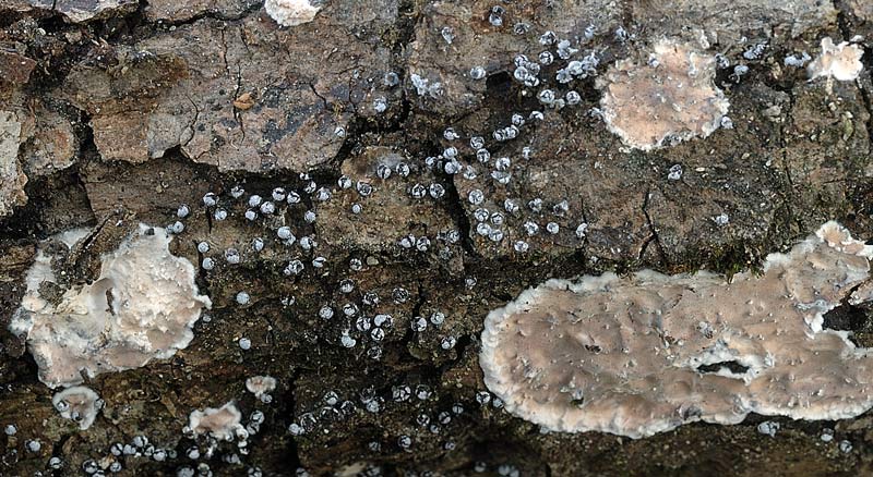 Probabile Eichleriella deglubens - foto 6004