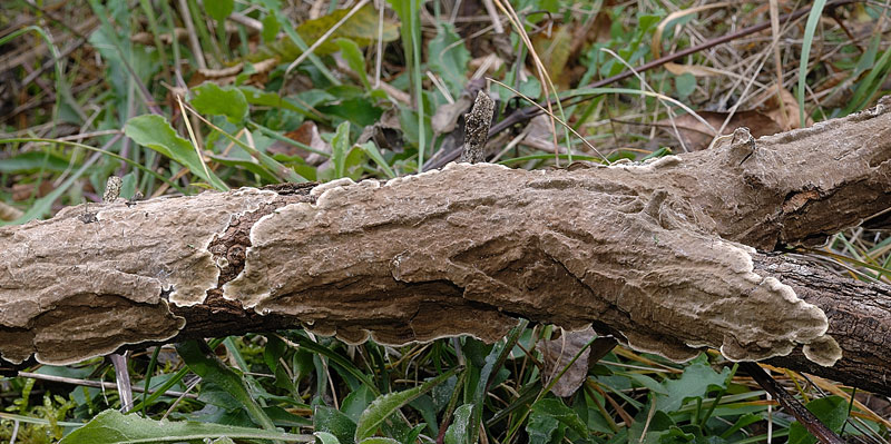 Tento Hymenochaete tabacina-foto6033(Porostereum spadiceum)