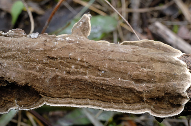 Tento Hymenochaete tabacina-foto6033(Porostereum spadiceum)