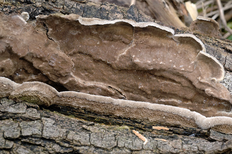 Tento Hymenochaete tabacina-foto6033(Porostereum spadiceum)