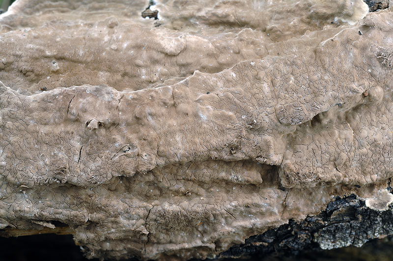 Tento Hymenochaete tabacina-foto6033(Porostereum spadiceum)