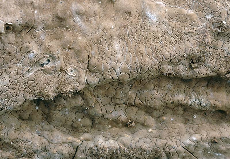 Tento Hymenochaete tabacina-foto6033(Porostereum spadiceum)