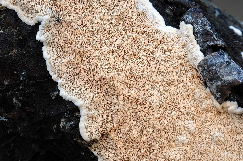 Crosta da determinare - foto 6068 (Junghuhnia nitida)
